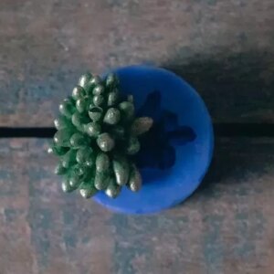 Donkey’s Tail - Succulent Silicone Moulds