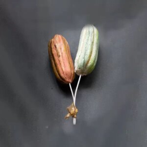 Closed Pod Mould - Berries, Pods and Fillers