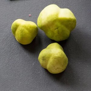 Orchid Buds Mould - Berries, Pods and Fillers