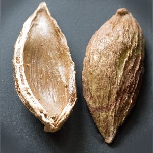 Moth Pod Mould - Berries, Pods and Fillers