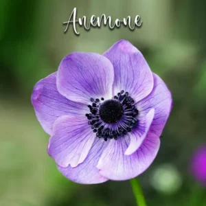Anemone - Veiners & Cutters