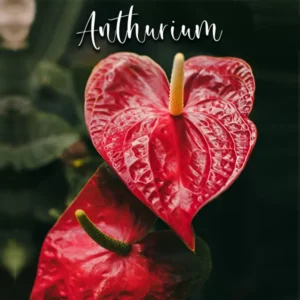 Anthurium - Veiners & Cutters