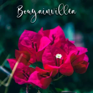 Bougainvillea - Veiners & Cutters