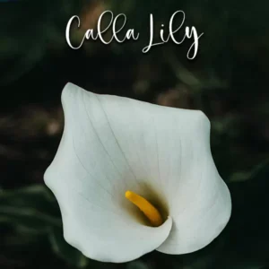 Calla Lily - Cutters