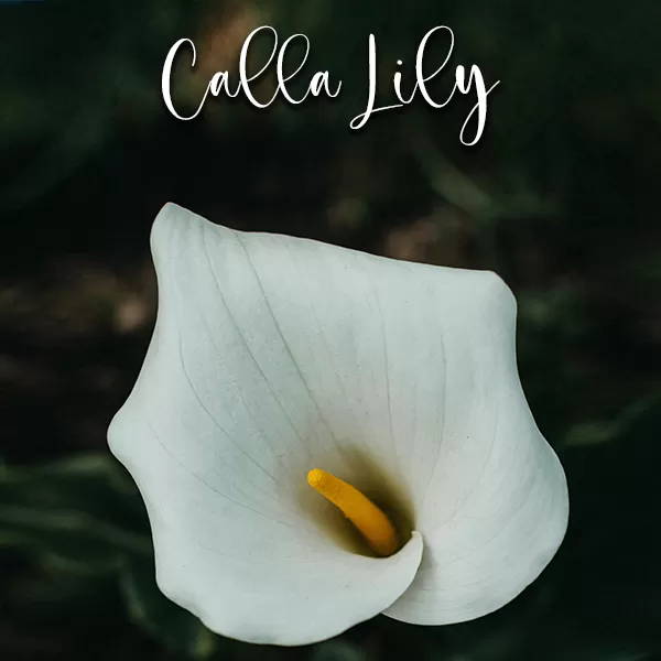 Calla Lily - Cutters