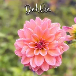 Dahlia – Veiners & Cutters