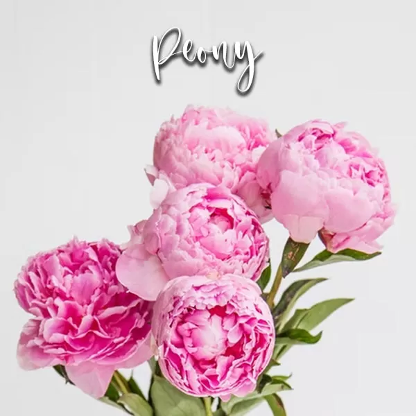 Peony – Veiner & Cutter