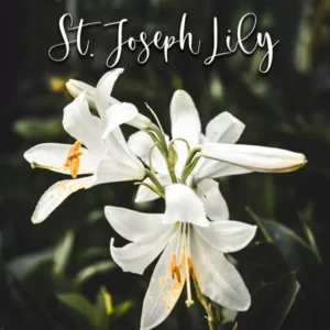 St. Joseph Lily – Veiner & Cutter
