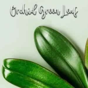 Orchid Green Leaf – Veiner