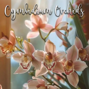 Cymbidium Orchid – Cutters