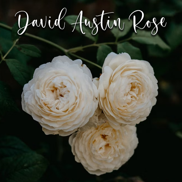 David Austin Rose – Cutter