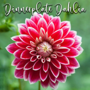 Dinnerplate Dahlia – Veiners & Cutters