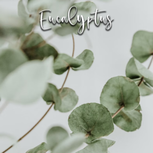 Eucalyptus – Cutter