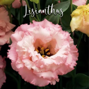 Lisianthus – Veiner & Cutter