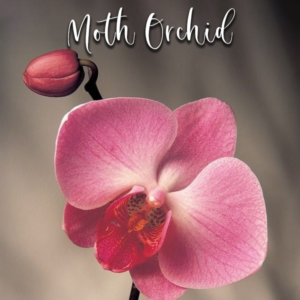 Moth Orchid – Veiner & Cutter