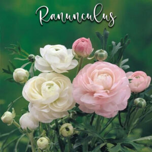 Ranunculus – Veiner & Cutter