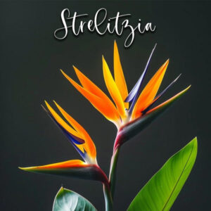 Strelitzia Flower– Veiner & Cutter