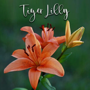 Tiger Lily – Veiner & Cutter