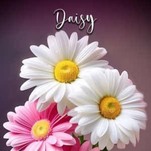 Daisy Flower - Cutters
